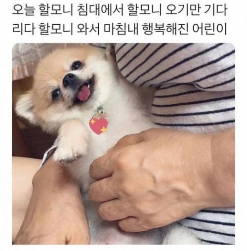 할머니가 너무좋은 댕댕좌.jpg