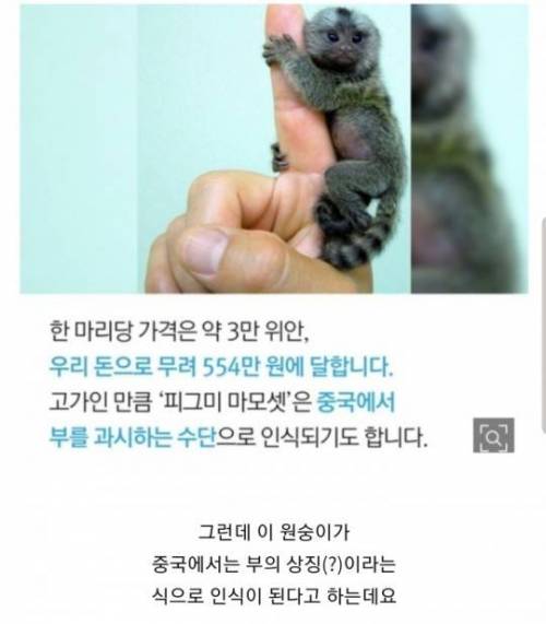 [스압] 손가락 크기 원숭이.jpg