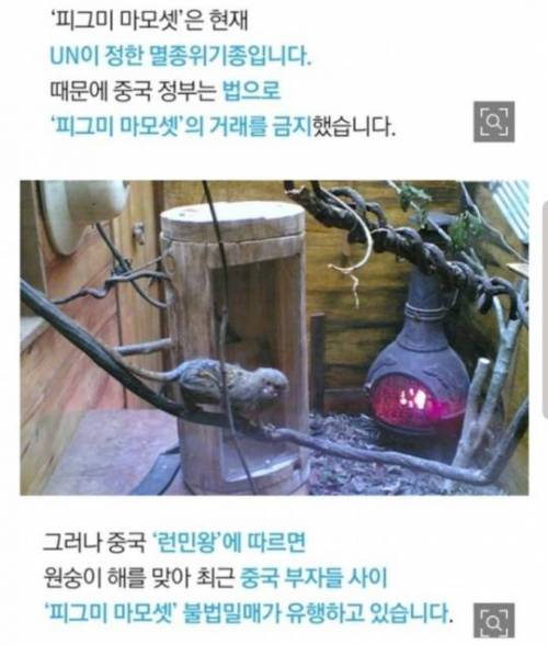 [스압] 손가락 크기 원숭이.jpg