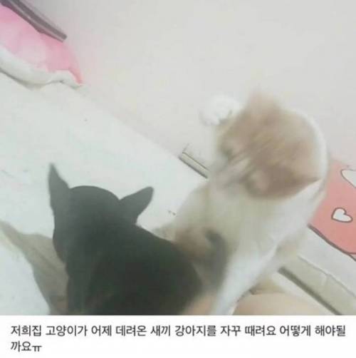 저희집 첫째가 둘째를 자꾸 때려요