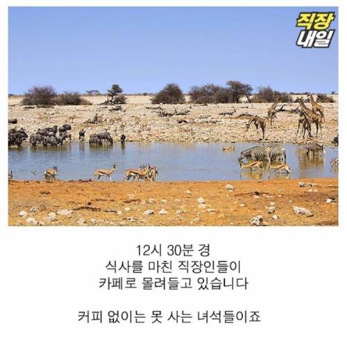 직딩에게 점심 먹고 커피란?..