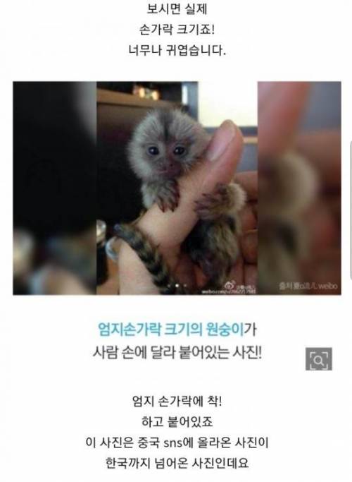 [스압] 손가락 크기 원숭이.jpg