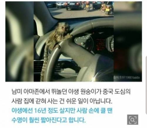 [스압] 손가락 크기 원숭이.jpg