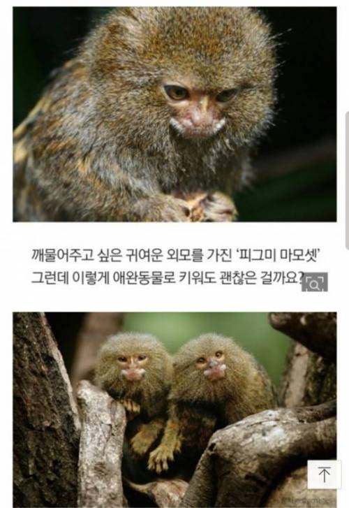 [스압] 손가락 크기 원숭이.jpg