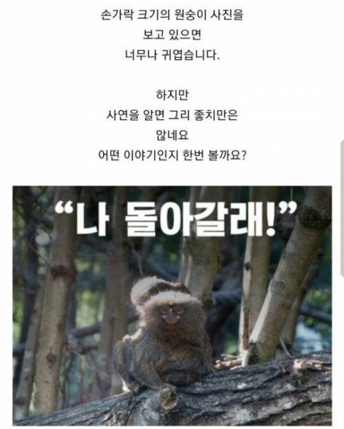 [스압] 손가락 크기 원숭이.jpg