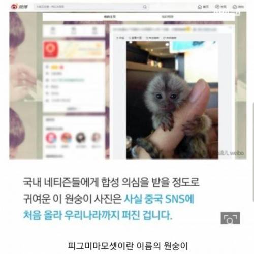 [스압] 손가락 크기 원숭이.jpg