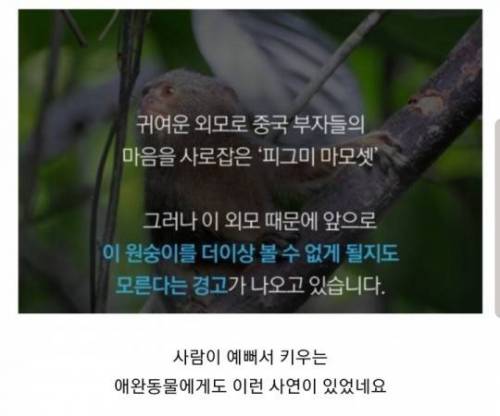 [스압] 손가락 크기 원숭이.jpg