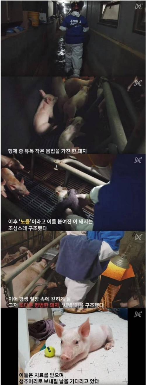 비건의 선행.jpg