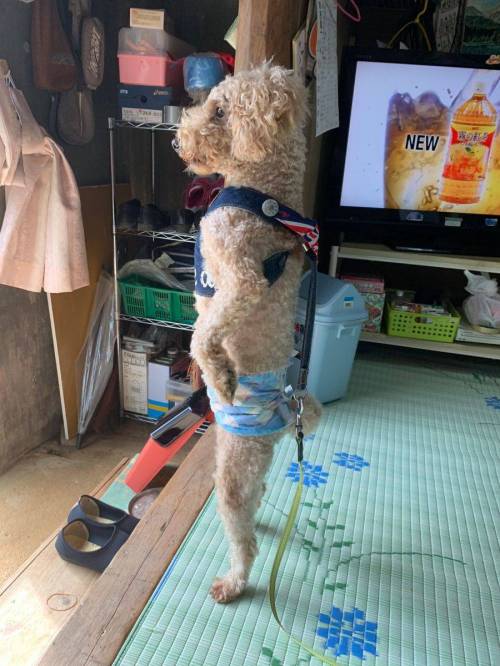 산책 나가길 기다리는 댕댕이.jpg