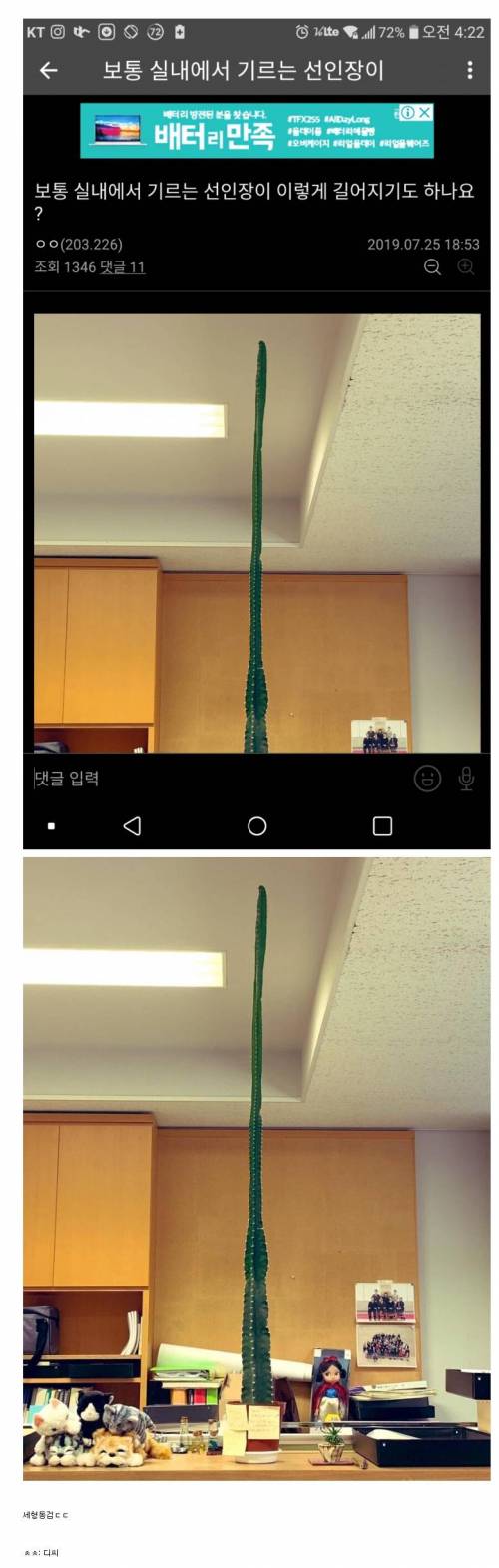 사무실 전설의 선인장.jpg