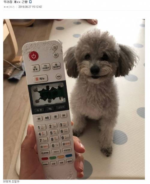 개들에게는 표정이 있을까 없을까?jpg