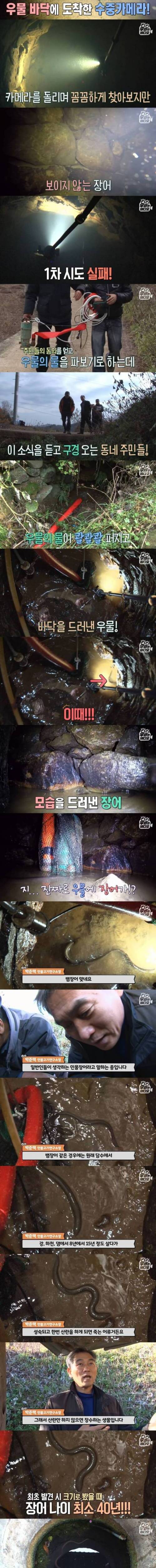 [스압] 최소 40년 살은 장어.jpg