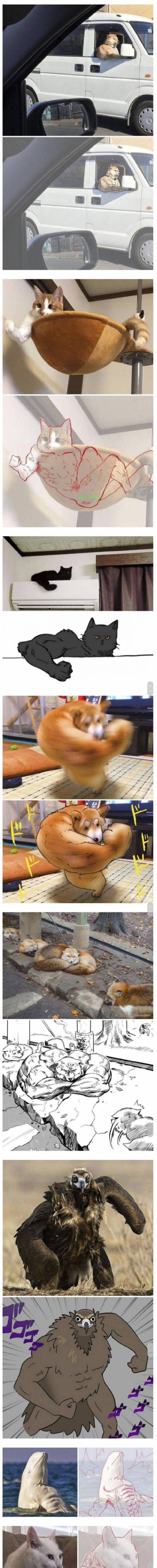 [스압] 강한 동물 사진 총집합.jpg