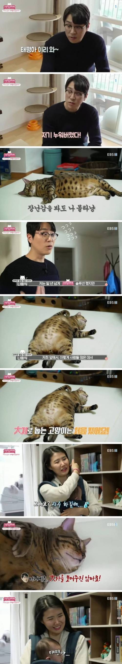 역대급 고양이.mp4