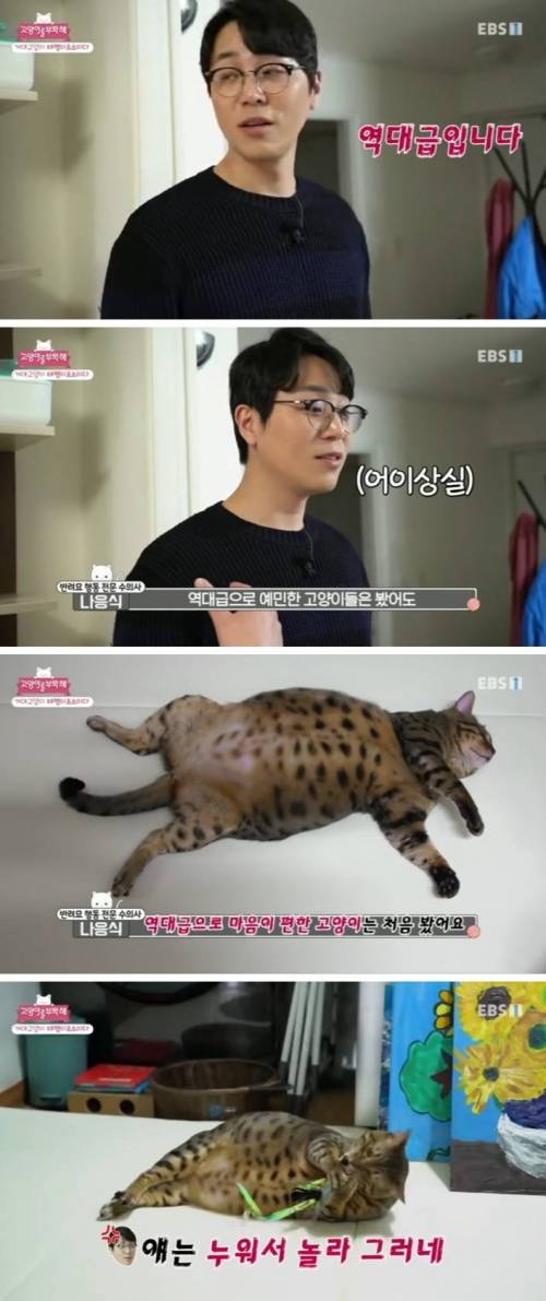역대급 고양이.mp4