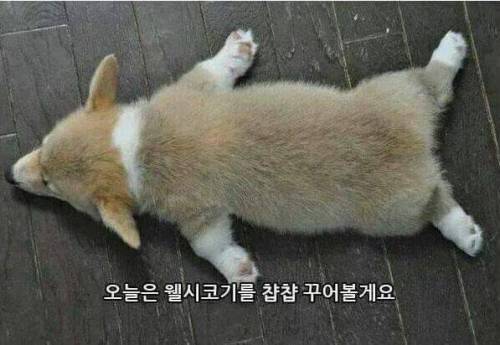 웰시코기를 몰랐던 삼촌.jpg