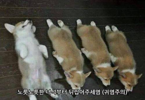 웰시코기를 몰랐던 삼촌.jpg