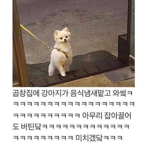 댕댕이의 고집.jpg