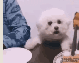 주인아! 나 저거 사줘!!!.gif