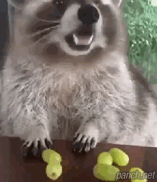 소중한 내 포도.gif