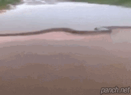 아나콘다 크기 체감.gif