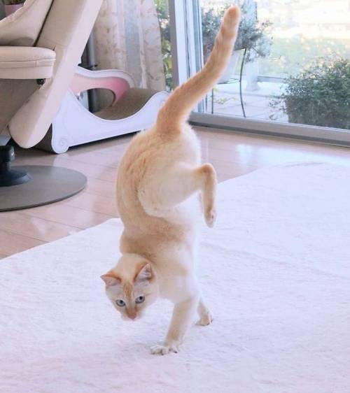 춤추는 고양이.jpg
