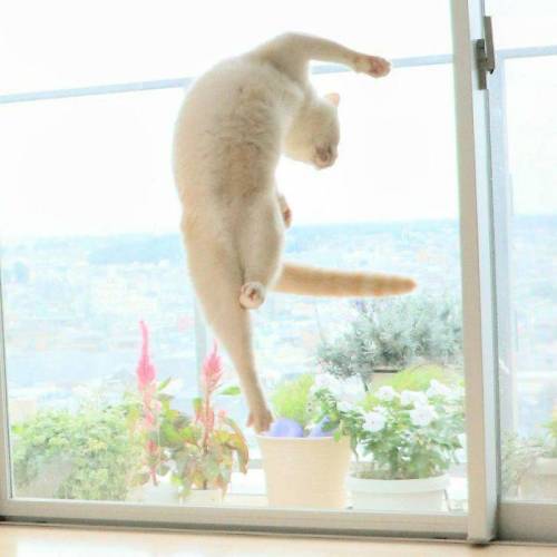 춤추는 고양이.jpg