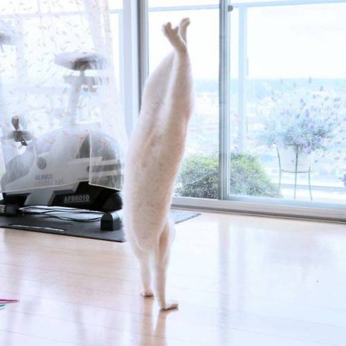 춤추는 고양이.jpg