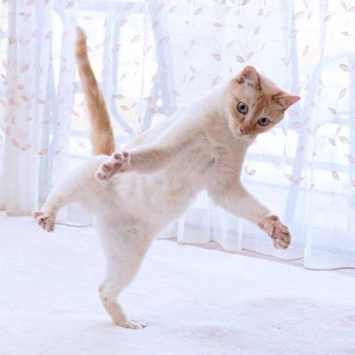 춤추는 고양이.jpg