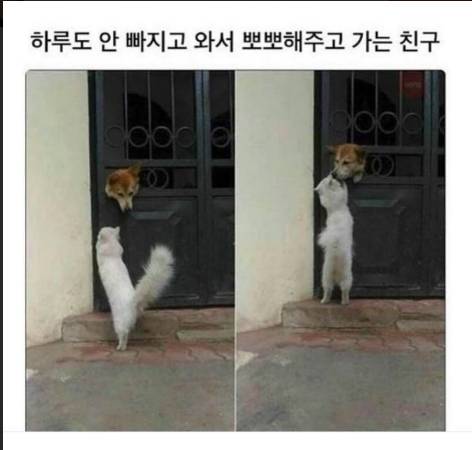 하루도 안빠지고 와서 뽀뽀해주고 가는 친구