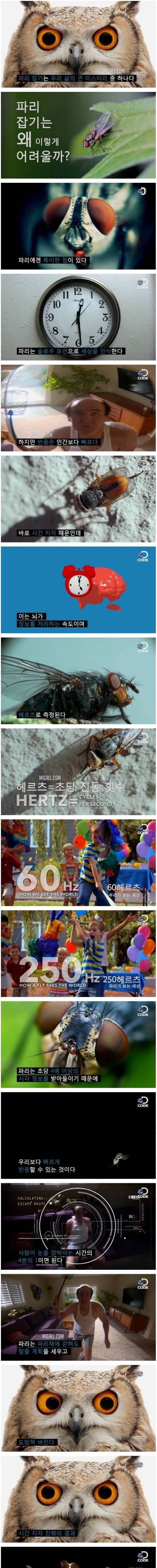 [스압] 인간을 괴롭히는 파리의 특수한 능력.jpg