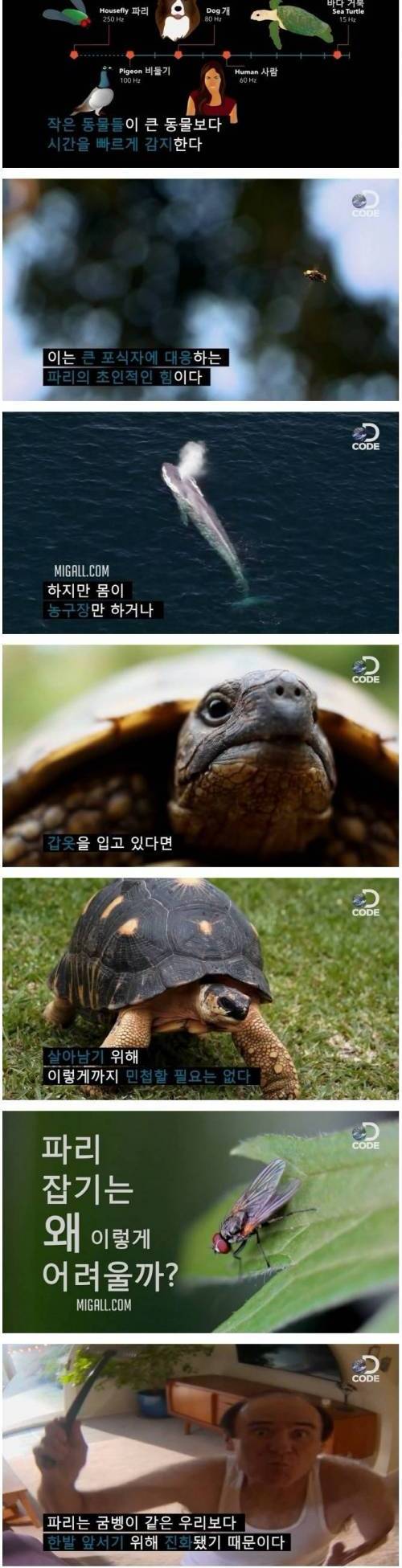[스압] 인간을 괴롭히는 파리의 특수한 능력.jpg