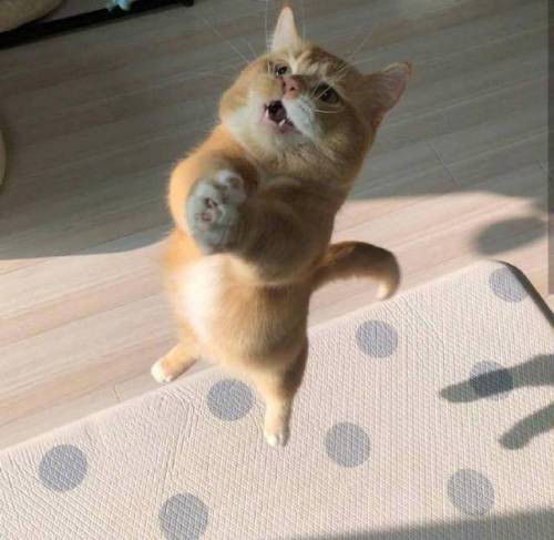공중부양의 달냥.jpg