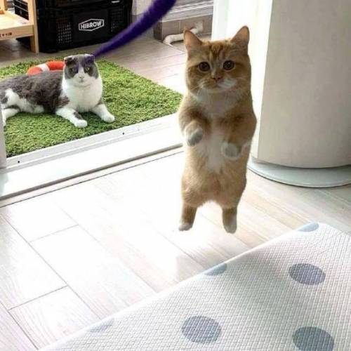 공중부양의 달냥.jpg