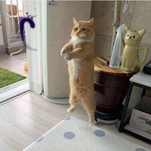 공중부양의 달냥.jpg