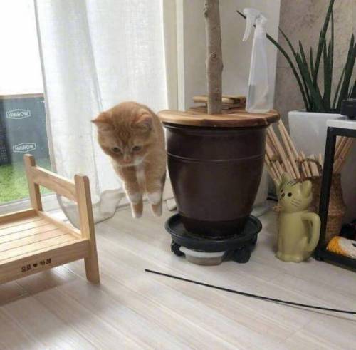 공중부양의 달냥.jpg