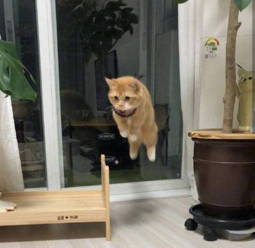 공중부양의 달냥.jpg