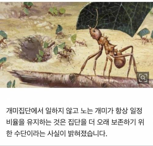 일 안하고 노는 개미의 실체.jpg