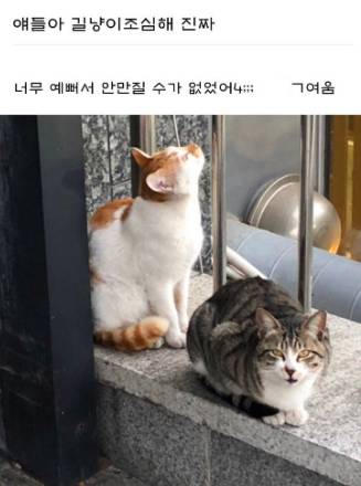 얘들아 길냥이 조심해.jpg