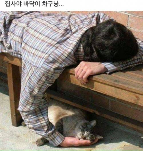 집사야 바닥이 차구냥...jpg