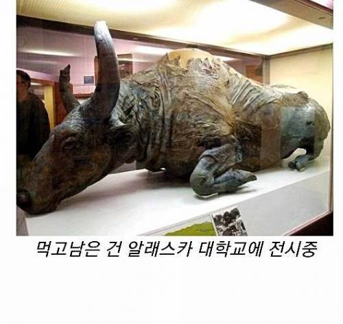 [스압] 50,000년 숙성된 소고기 요리.jpg