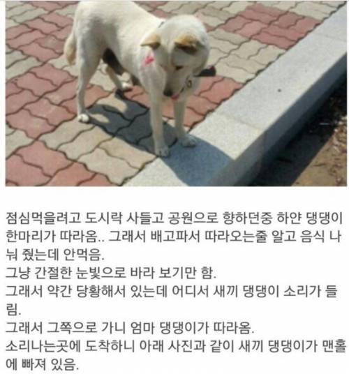 댕댕이가 따라온 이유.jpg