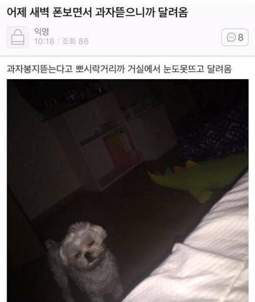 새벽 폰보면서 과자뜯으니까 달려옴.jpg