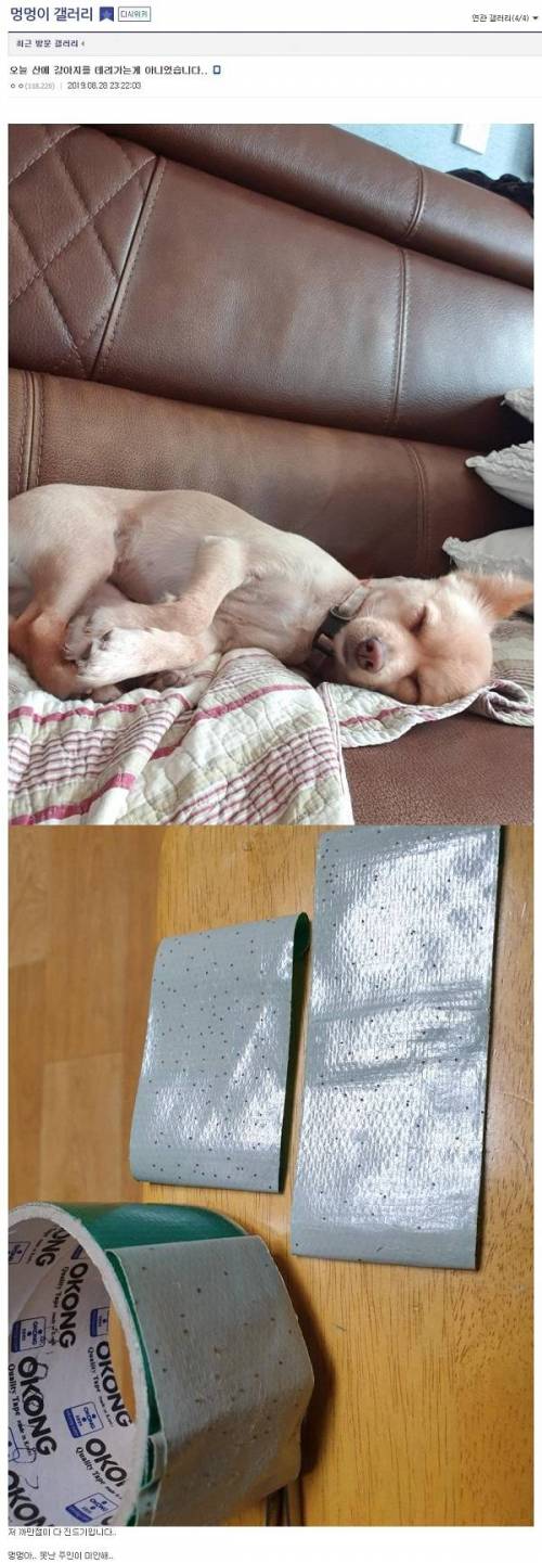 산책후 진드기 고민에 달린 명안