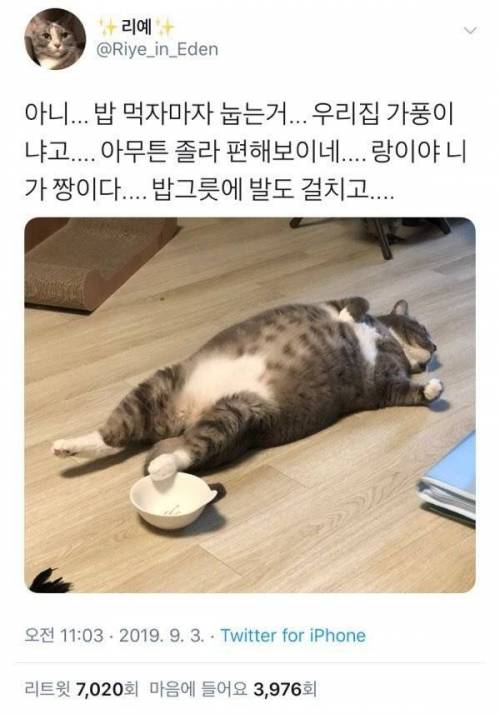 식사에 만족했음을 온몸으로 표현하는 고양이