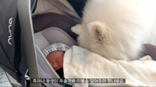 강아지들이 갓난아이를 보는 표정.jpg