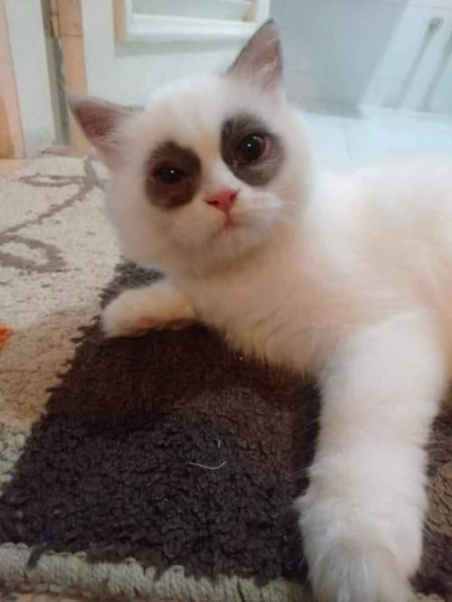 눈에만 무늬 몰빵한 고냥이.jpg