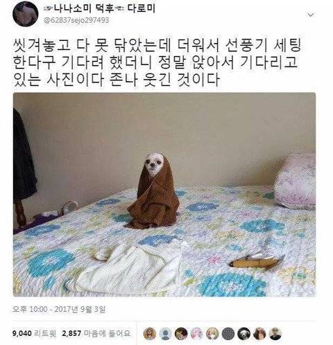 말 잘 듣는 댕댕이.jpg