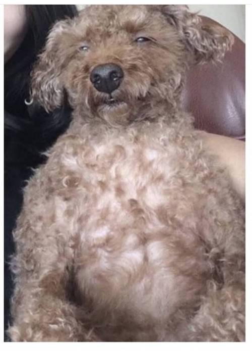 천하제일 푸들 대전.jpg