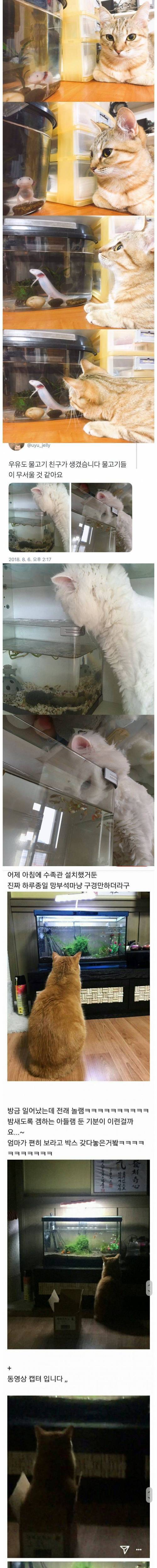 [스압] 고양이를 얌전하게 만드는법.jpg
